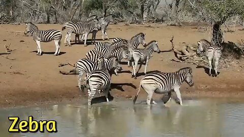 animal crossing video