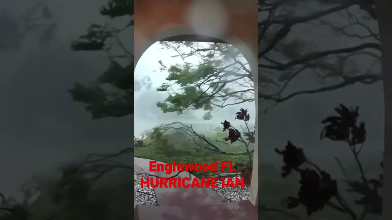 Trees Down Englewood, FL #shorts #hurricaneian #florida #ring