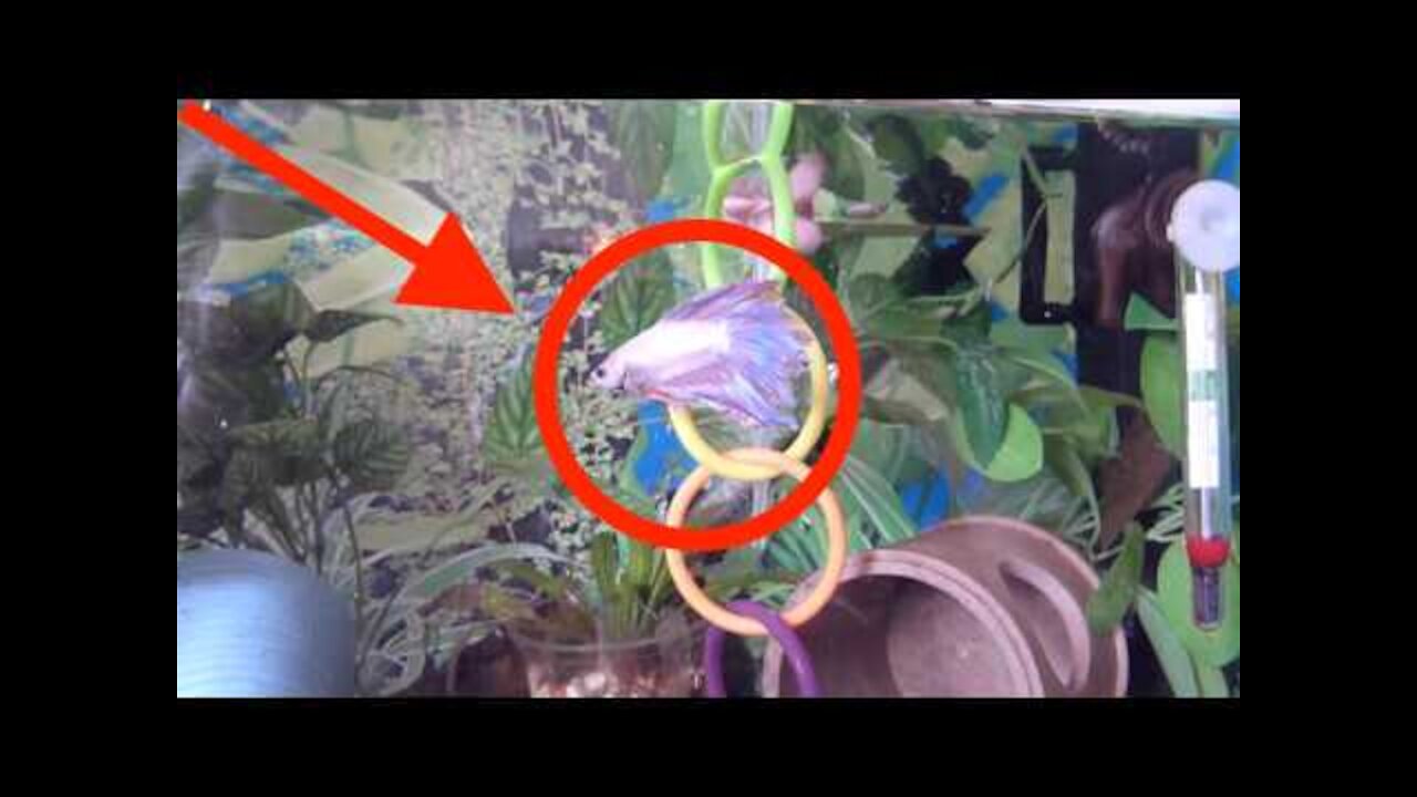 Betta fish goes through hoops