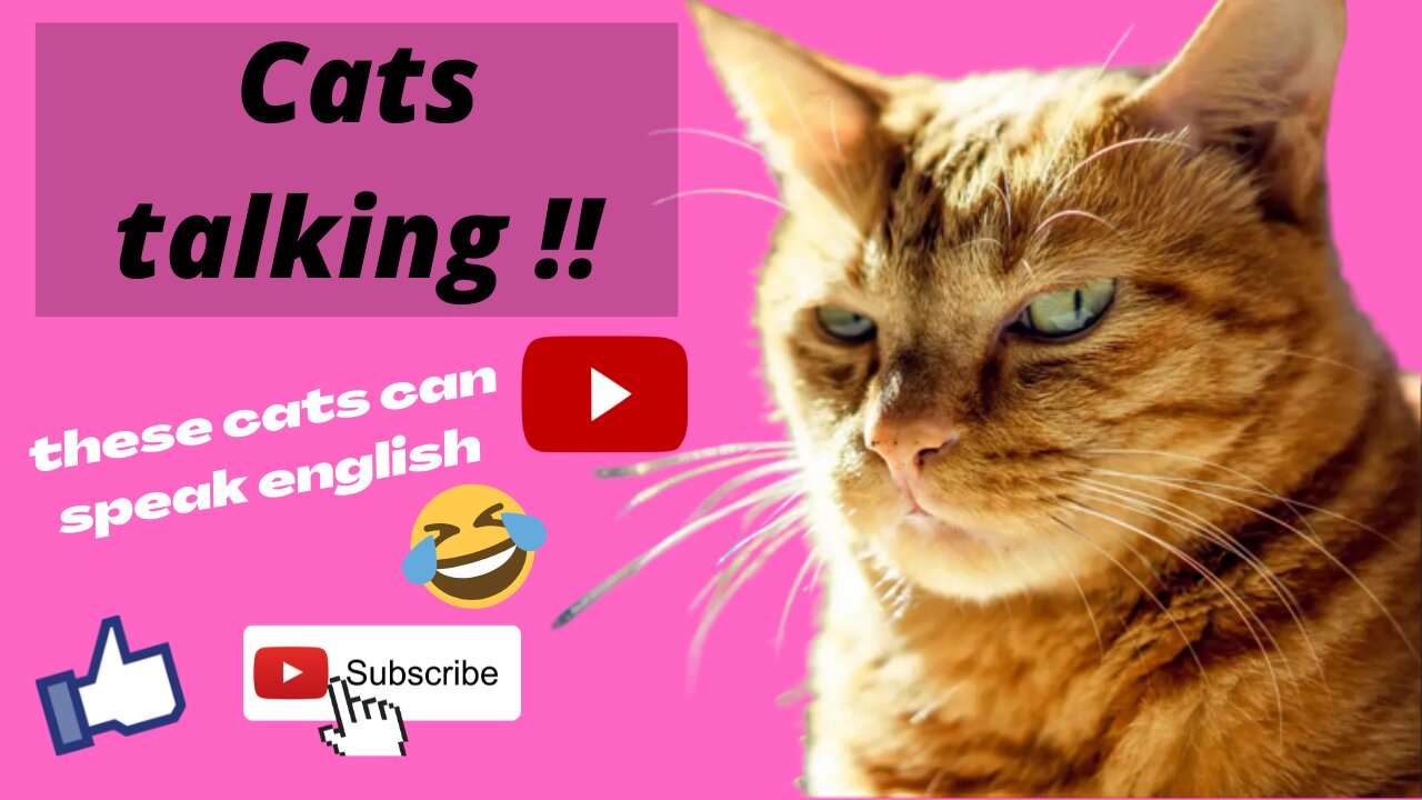 Cats talking !! these cats can speak english better than hooman