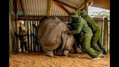 2 Rinos that need to go RFN