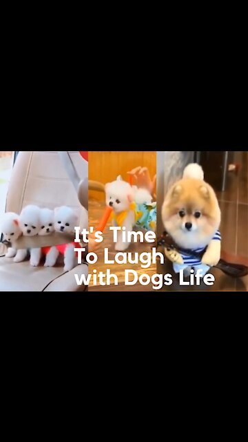 Funny DOGS will make you LAUGH like a drain - Time to Relax! #Shorts