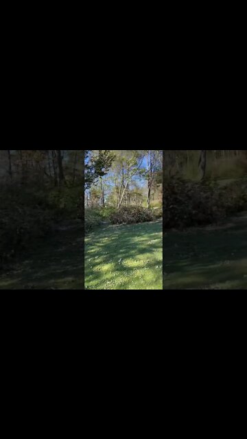 So many Trees Down in Atlantic Canada