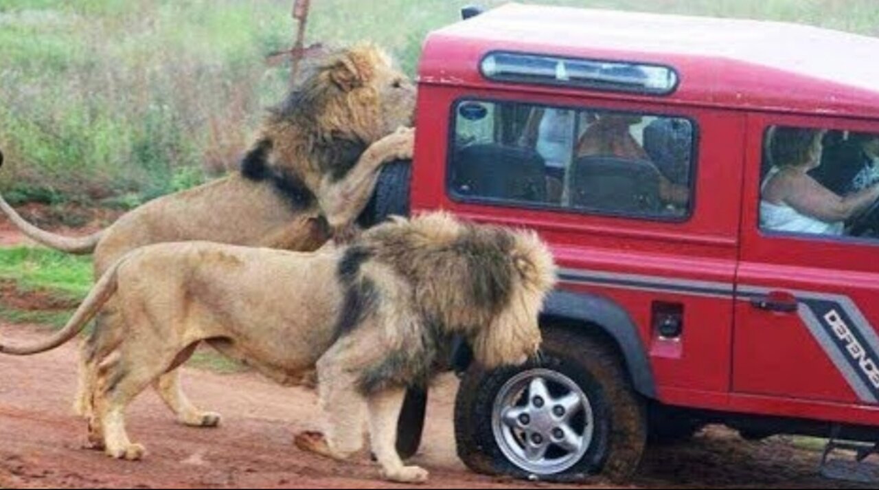 👉 6 Minutes of ANIMALS VS CARS, Trucks, Boats, Including Lions, Bears, Elephants