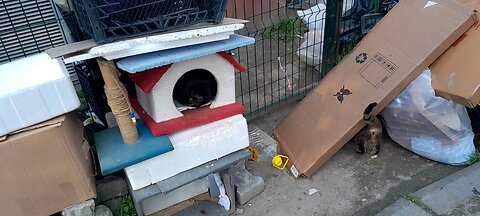 CAT HOUSE