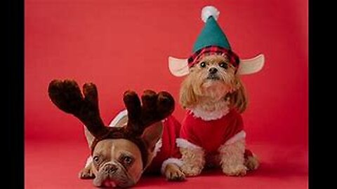 Funniest cats and dogs videos | Best funny animal videos