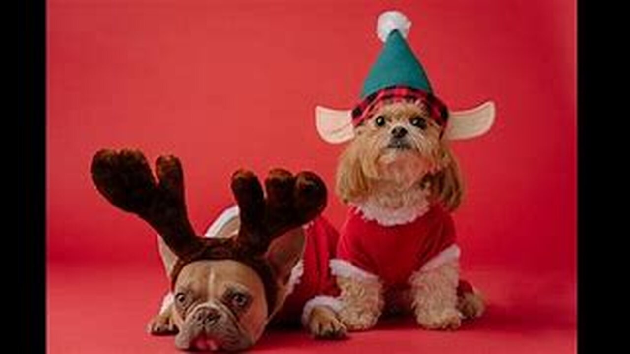 Funniest cats and dogs videos | Best funny animal videos