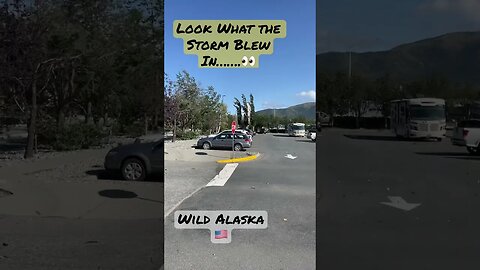 🌬 Look what the STORM Blows In…..😂 #funny #alaska #shorts