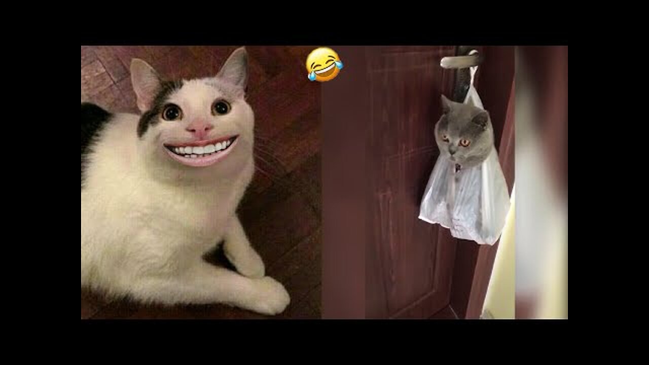 Funny animals - Funny cats / dogs - Funny animal videos PART -1