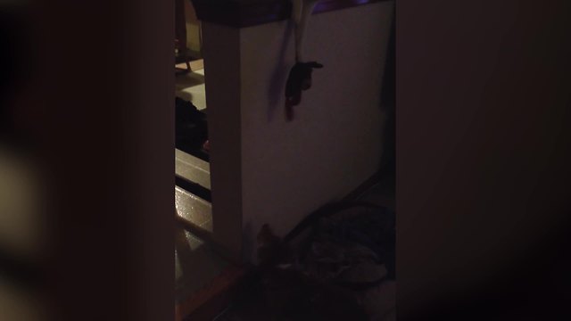 A Cat Teases A Dog With A Stuffed Animal Toy