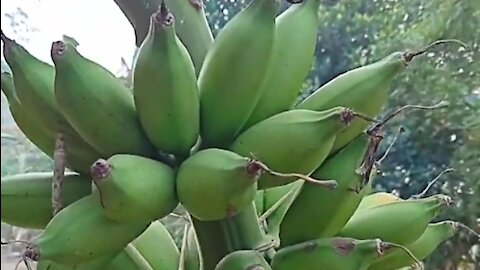 Muli banana tree