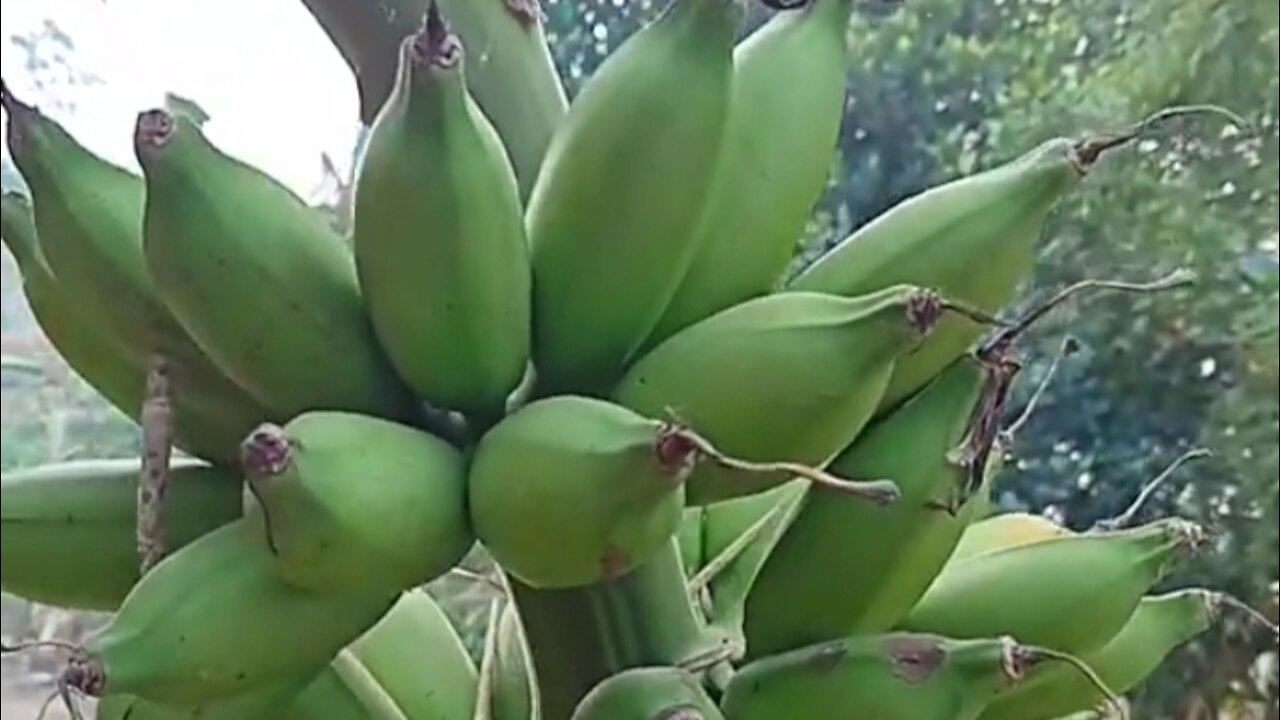 Muli banana tree