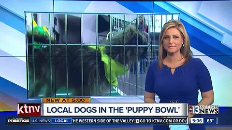 Meet the Las Vegas dogs playing in Sunday's Puppy Bowl