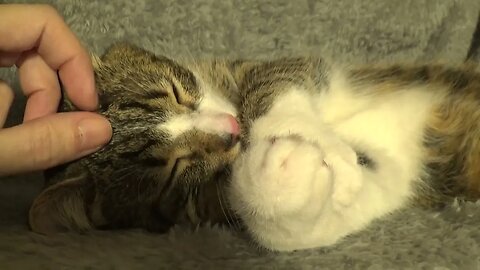 The Sweetest Little Cat in the World Makes a Little Prayer for 2023
