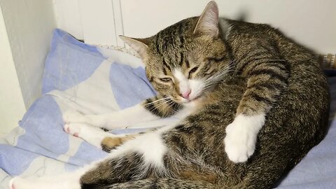 Kitten Washes His Fur