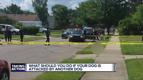 What should you do if your dog is attacked by another dog