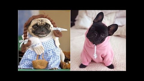 Compilation of Cute, Funny and Smart Dogs | cute little friend