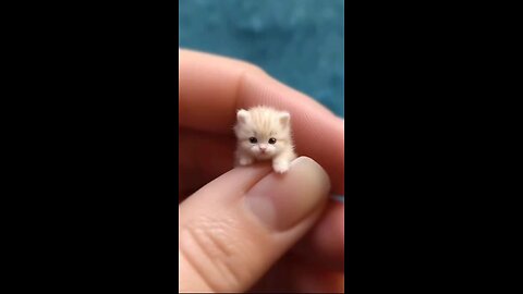 Cute and fluffy milk kitten pet