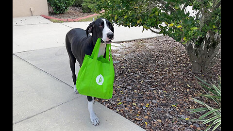 Proud Great Dane Delivers Publix Grocery Goodies To Cat & Dog