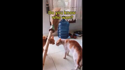 funny animals cat videos