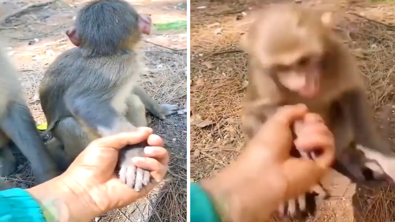 The monkey didn't realize he was holding a man's hand when he realized he bit the man