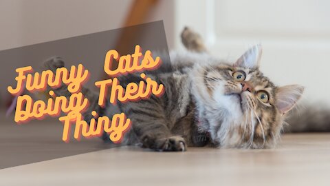 Funny Cats Doing Their Thing