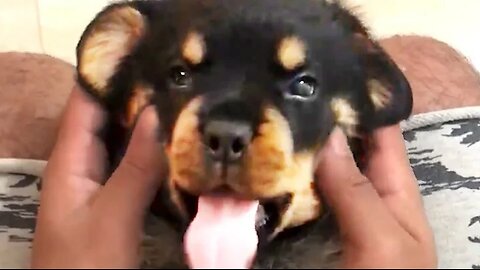 THE BEST CUTE AND FUNNY DOG VIDEOS OF 2023! 🐶