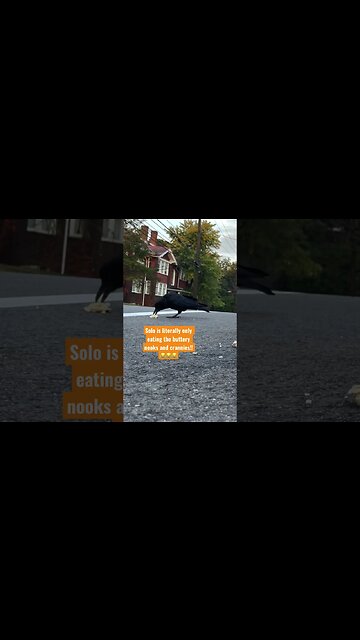 #Crow likes buttered nooks and crannies too!