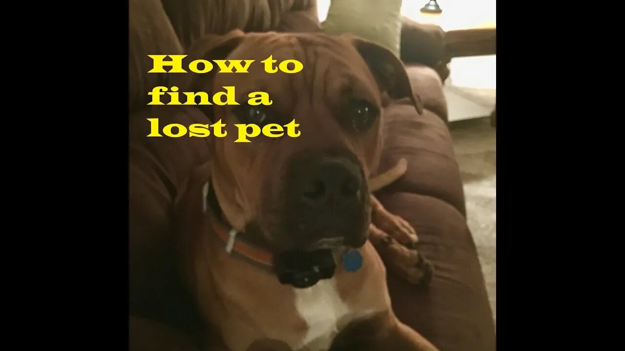 How to find a lost pet