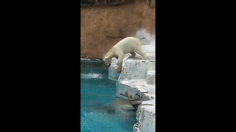 "Polar Bear's Playful Moment with a Ball"