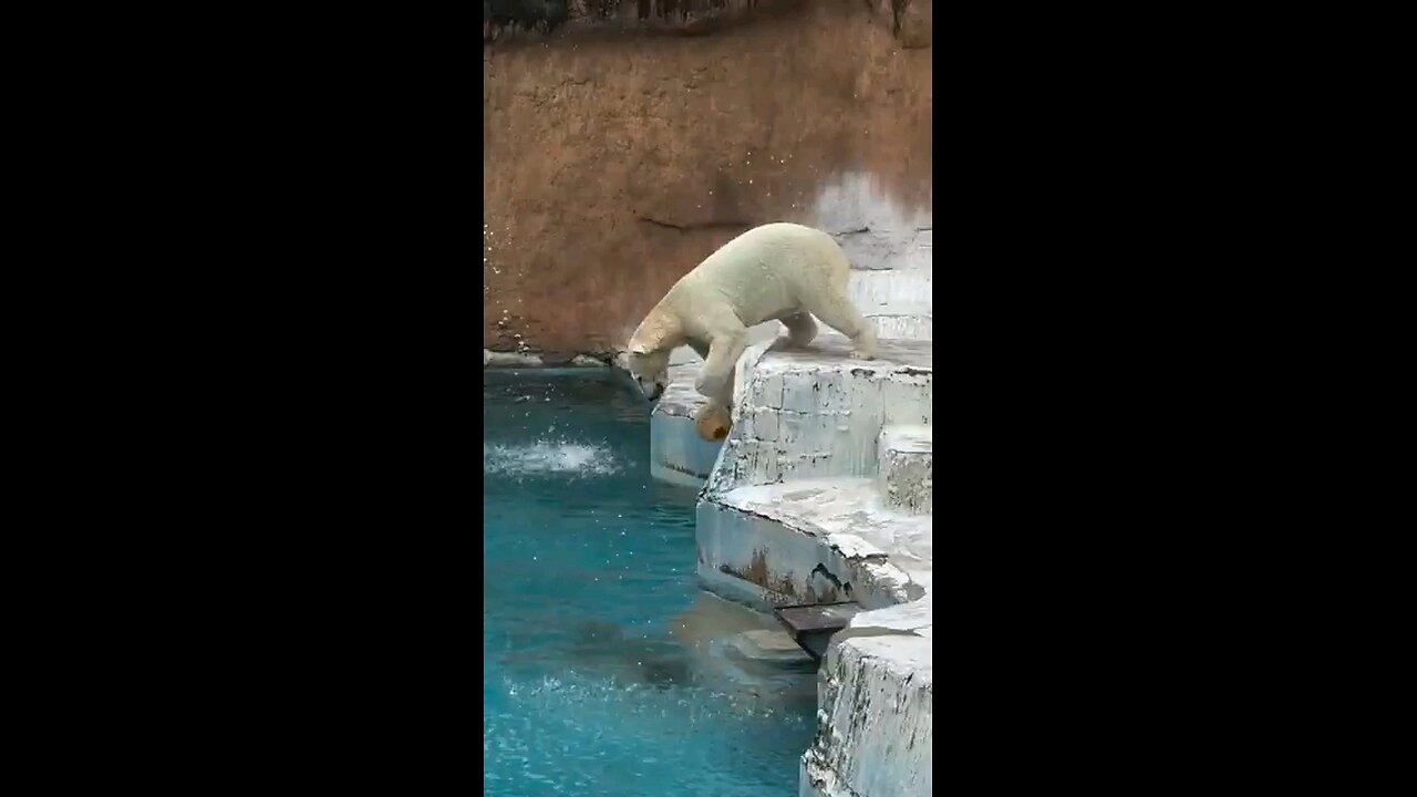 "Polar Bear's Playful Moment with a Ball"