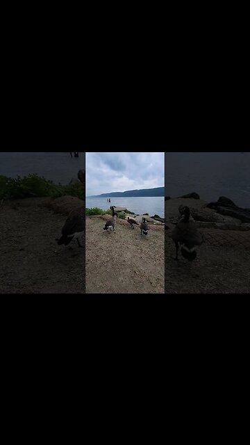 MacEachron Waterfront Park Hastings-on-Hudson #geese #hastings #Hudson #NY #Waterfront