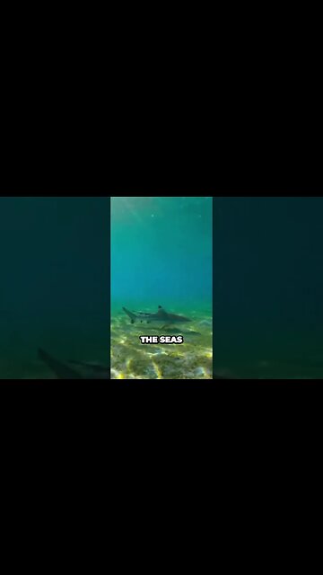 The blue lagoon💀‼️ #funny #foryou #like #mrbeast #quotes #ishowspeed #viral #follow #comedy #fun