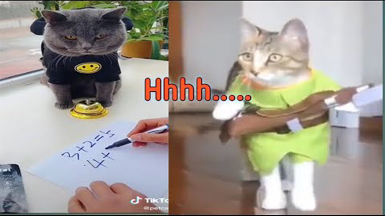 OMG So Cute Cats ♥ Best Funny Cat Videos 2021 ! Funny Video