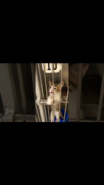 Came for a dog and left with him #shorts #AdoptDontShop