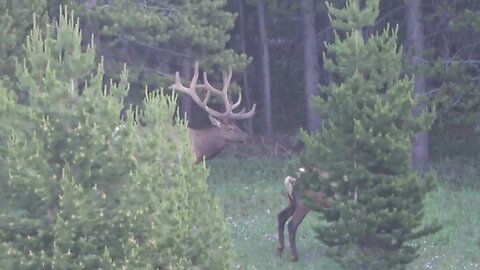 VELVET MANIA 15! MONSTER BULL ELK!