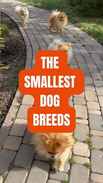 The Smallest Dog Breeds