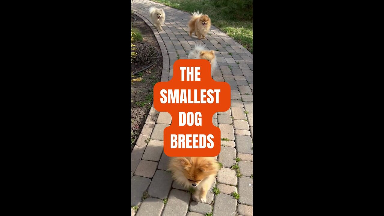 The Smallest Dog Breeds