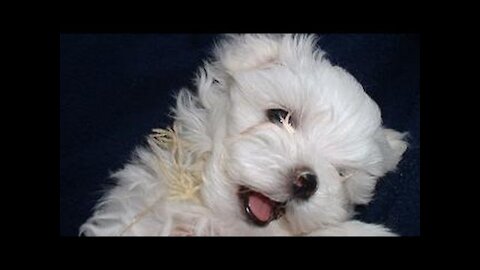 Maltese Puppies Playing with Their Uncle