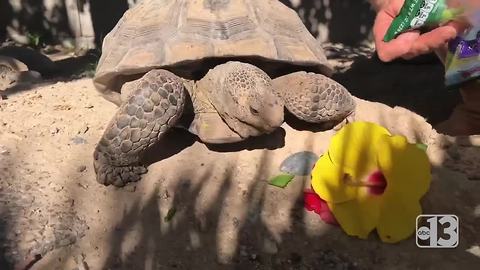 What's it like to have a pet tortoise?