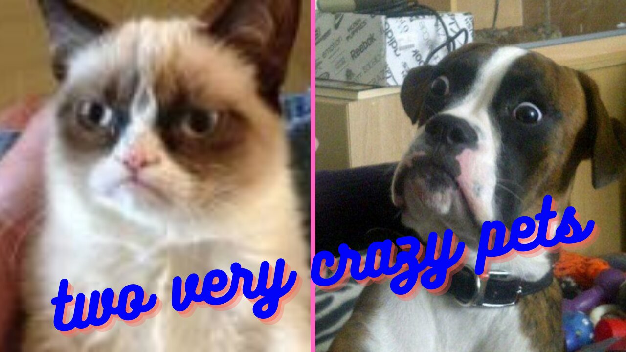 funniest kitten and dog of 2021