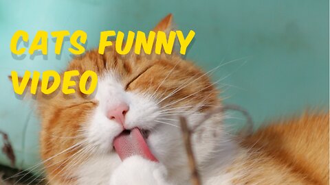 Cats funny video 🐈🐈🐈🐈😺😺