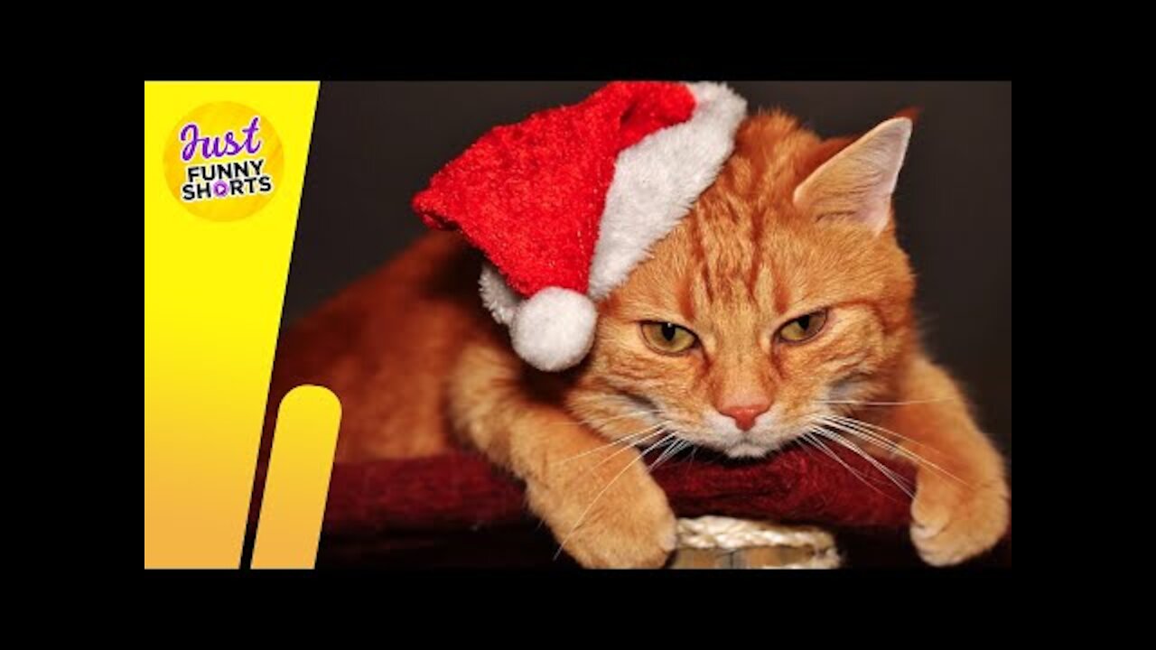 Funny Christmas Animals 🎄😹 Xmas Pets Videos 2021.