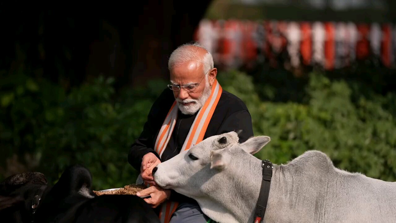 PM Modi feeds cows on Makar Sankranti at his residence