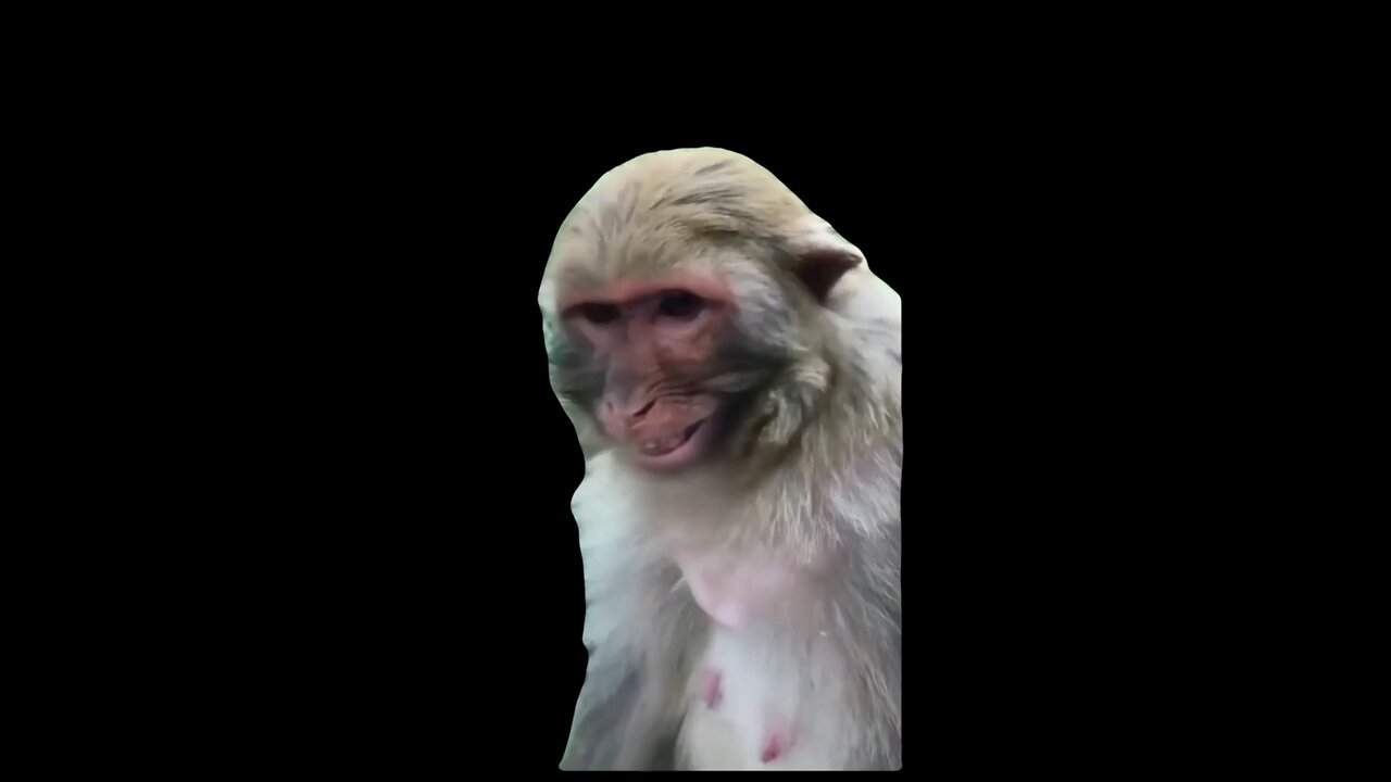 monkey funny