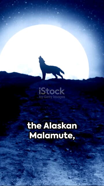 Paws and Wonders: Journey into the Canine Realm of Unique Facts!