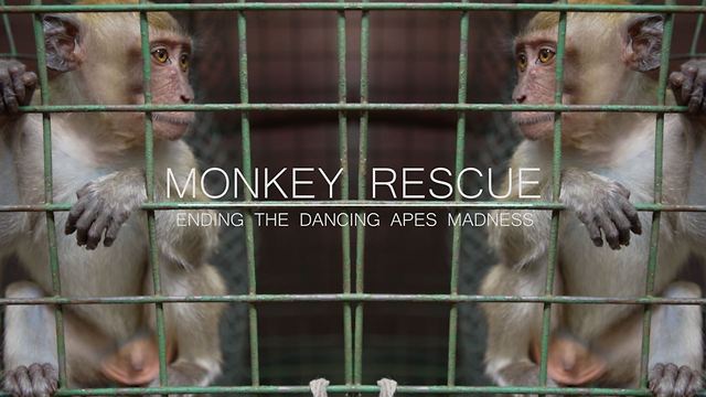 Monkey Rescue