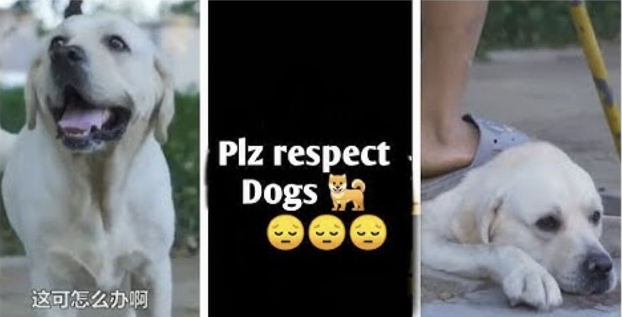 DOG SAVE BLIND MAN LIFE 😚😚😗