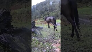 The secret lives of horses