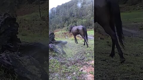 The secret lives of horses